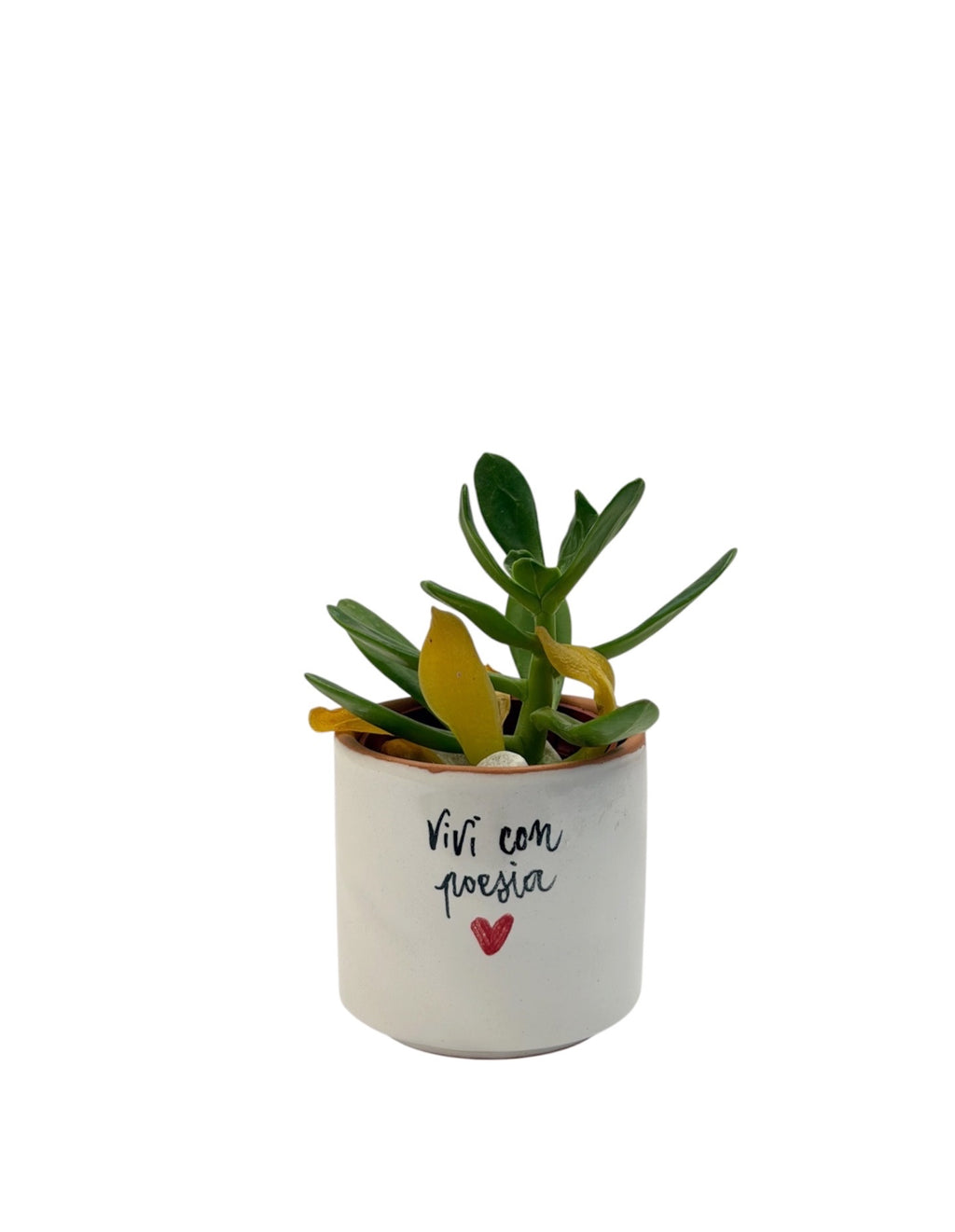 Vasetto poetico in ceramica con frase Amore, succulenta, idea regalo fatta a mano